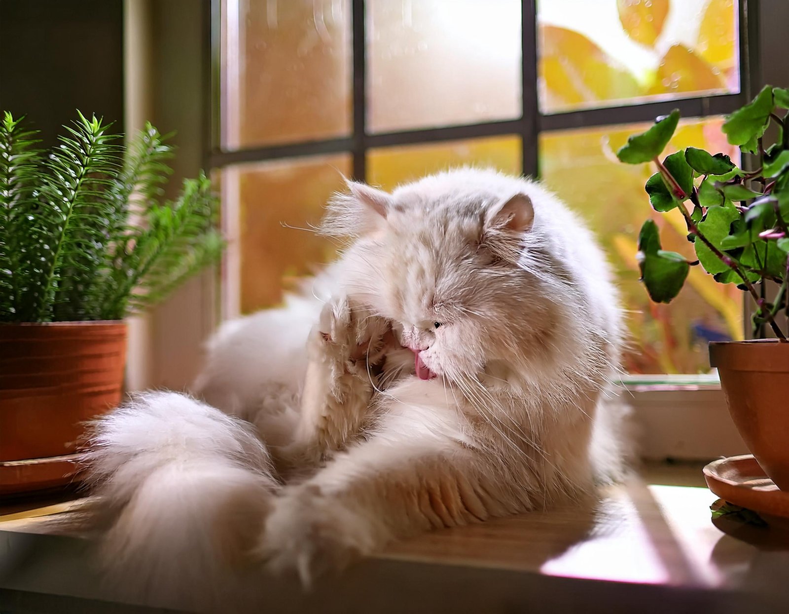 Cat excessively licking its genital area, one of the behavioral signs of a UTI