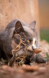 This is an image of an outdoor cat stalking prey, representing how cats might contract toxoplasmosis from hunting.