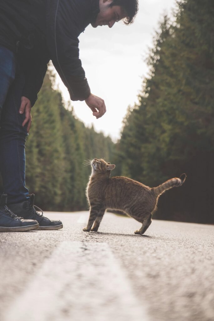 Person petting a cat, representing the bond between humans and cats.