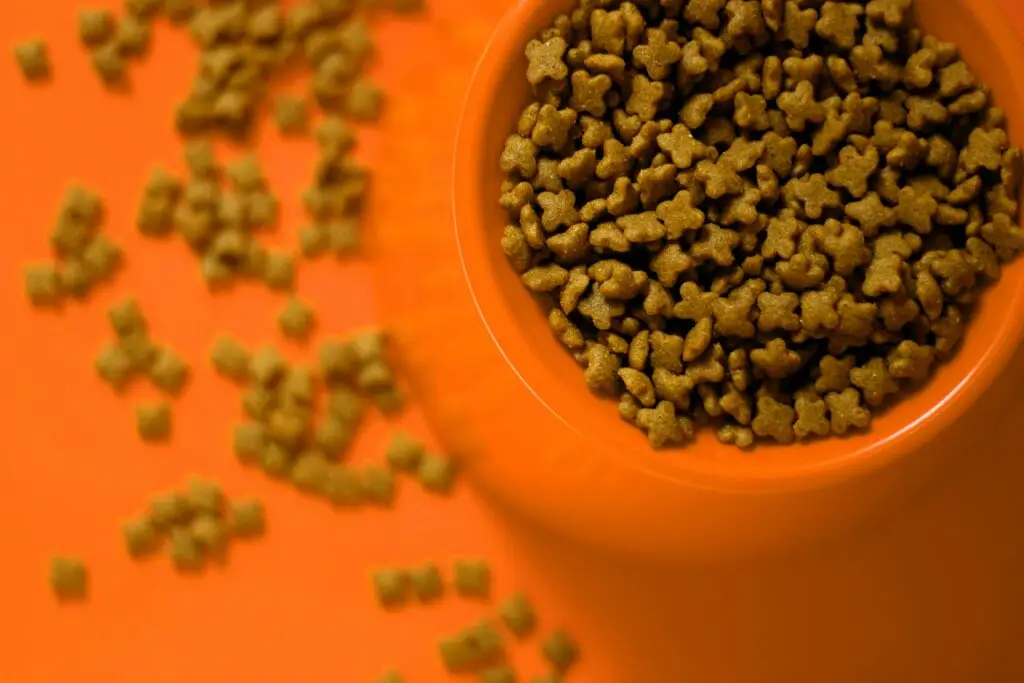 cat dry food