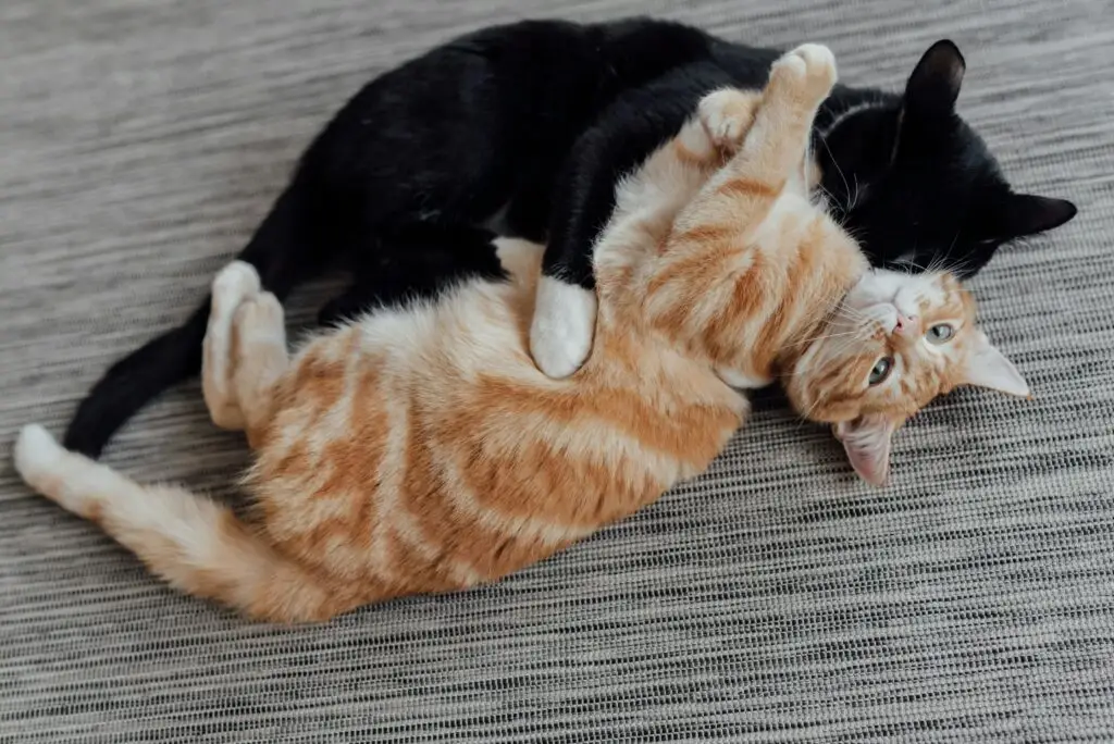cats grooming each other and showing affection
