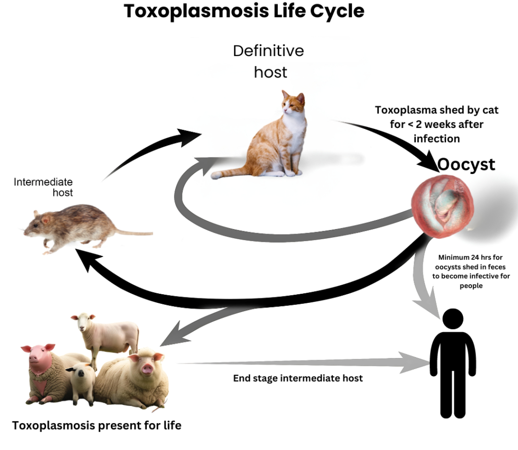 A simple infographic or diagram illustrating the life cycle of Toxoplasma gondii and how it spreads through cats, prey, and humans.
