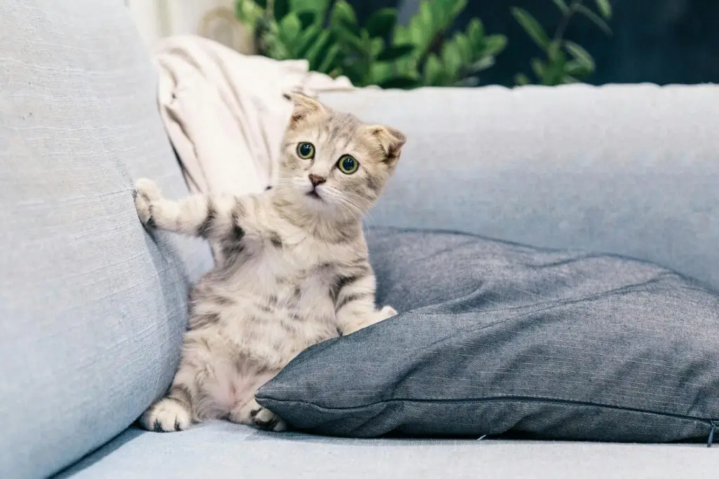 CAT SHOCKED BECAUSE OF SICKNESS