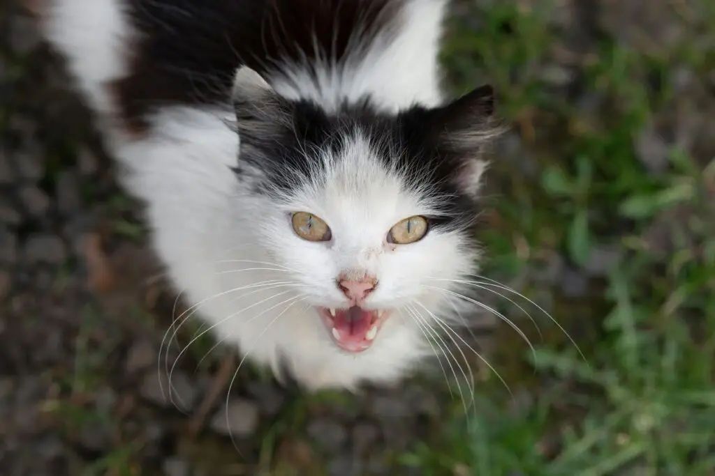 cat meowing