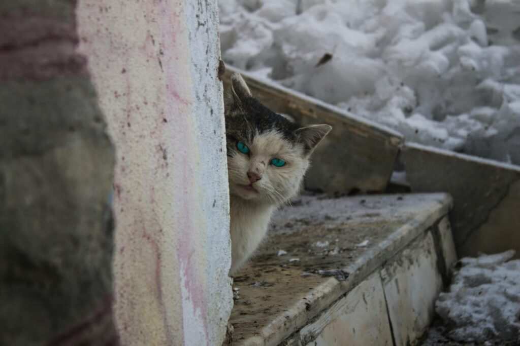 cat in winter