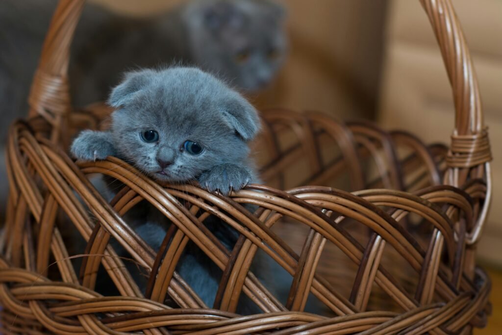 New cat at home