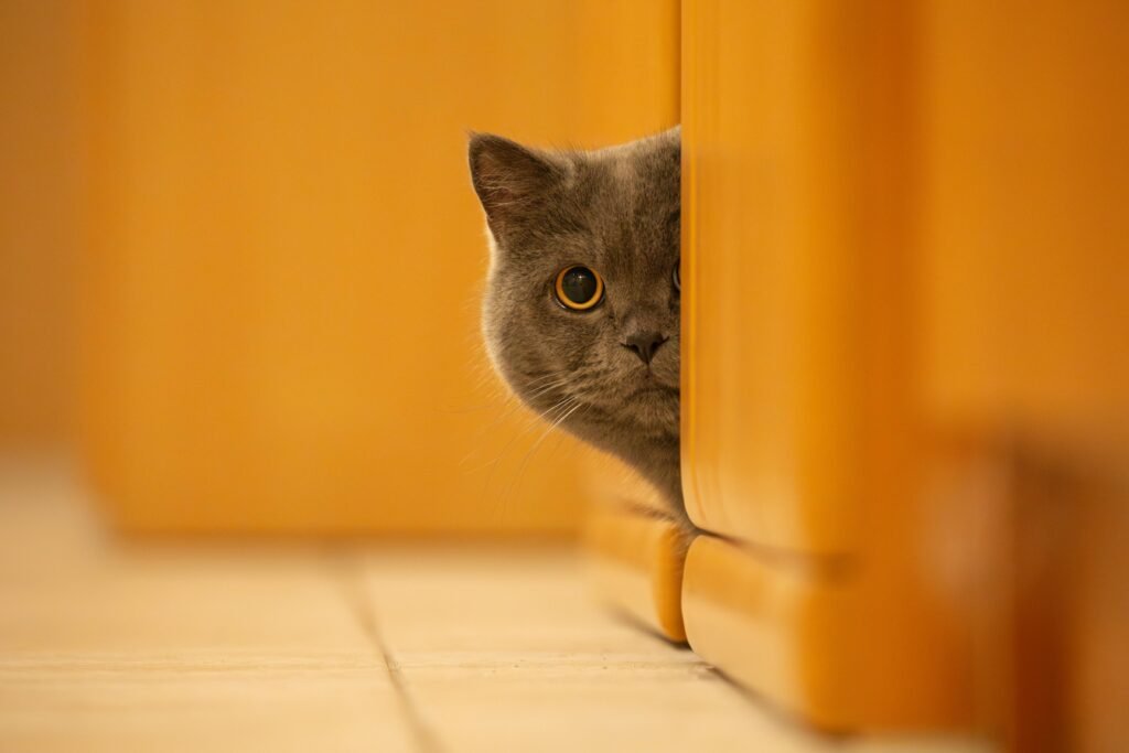 Cats Not Eating or Drinking in New Environment