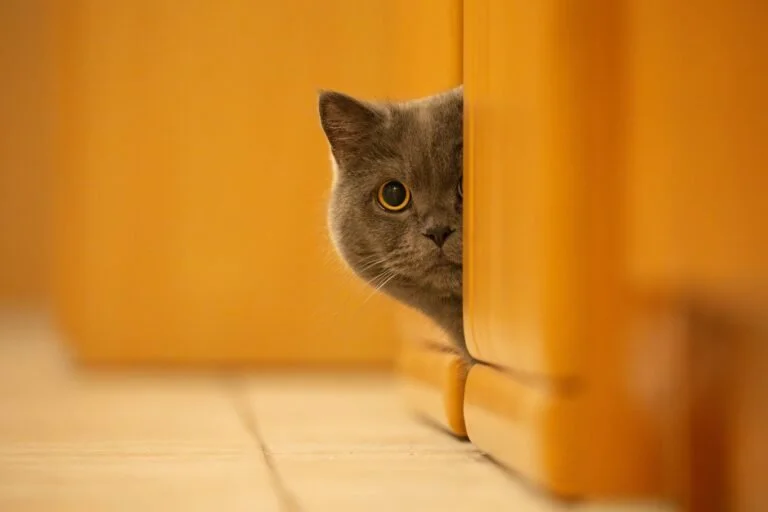 Cats Not Eating or Drinking in New Environment